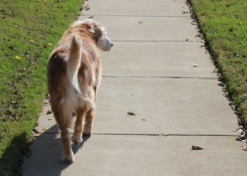 Mag je hond loslopen op straat? Dit zijn de regels die veel mensen niet kennen