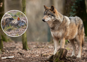 Meer wolvenaanvallen dan ooit: Aantal aanvallen op landbouwdieren verdubbeld
