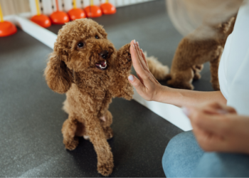 Moet dit echt verplicht worden? Discussie over hondentraining voor nieuwe baasjes laait op!