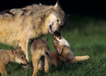 Nederland moet leren van buurlanden: hoe we effectief met de wolf kunnen leven
