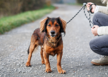Nieuwe regel voor hondenbezitters: boete tot wel 1000 euro als je dit mist!