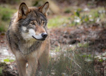 Onderzoek onthult: Het afschieten van wolven zal juist leiden tot méér wolvenaanvallen