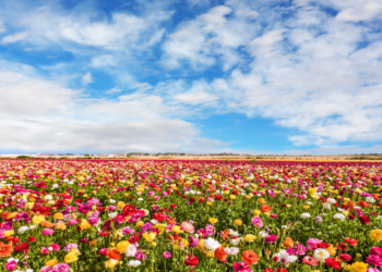 Weerexpert: “Het lijkt nu frisser, maar vanaf deze datum kunnen we lenteweer verwachten”