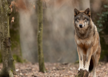 Boswachter Erik (55): “Er moet er zo snel mogelijk een oplossing komen voor de wolvenpopulatie in Nederland!”