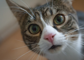 Deze leeftijd halen katten gemiddeld (en het is ouder dan je denkt!)