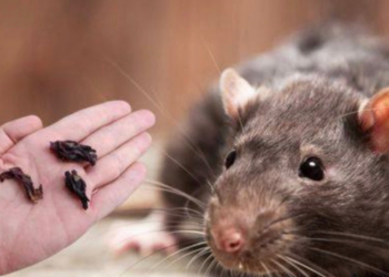 Deze specerijen houden ongedierte voorgoed uit je huis (werkt écht!)