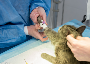 Dierenarts wordt steeds duurder: “Steeds meer mensen stellen behandeling huisdier uit”