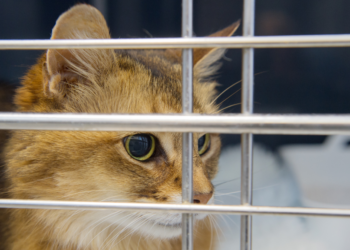 Dierenartsen waarschuwen: déze populaire tuinreiniger zorgt voor verwondingen bij katten!