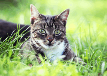 Dierenspecialist heeft de oplossing: “Op deze manier houd je gemakkelijk katten uit je tuin”