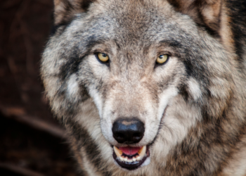 Hond vs. wolf: Moet je zelf voor de schade opdraaien als een wolf je hond aanvalt?
