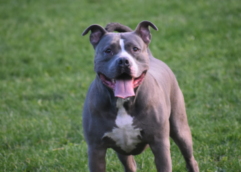 Hondentrainer waarschuwt: “Deze hondenrassen moet je nooit in huis halen”