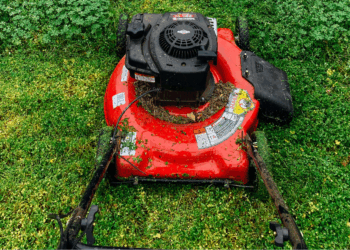 Let op: dit is waarom er wordt opgeroepen om je gras minder te maaien dit jaar