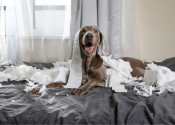 Mag je hond bij je in bed slapen? De mening van experts verrast veel baasjes!