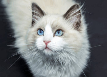 Milou (53) stal een kostbare raskat: “Ik heb alleen medelijden met die kinderen, omdat ze geen huisdier meer hebben”