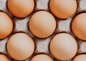 RIVM waarschuwt: “Stop nu direct met het eten van eieren van hobbykippen”