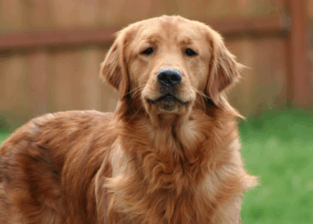 Schokkend: In Oostenrijk moet je vanaf 2026 als hondeneigenaar een cursus volgen voordat je een hond mag kopen