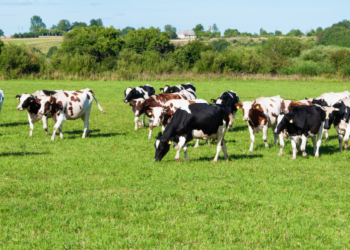 Schokkend: dit is waarom je koemelk beter kunt laten staan volgens voedingsdeskundigen