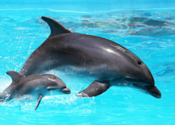 Springende dolfijnen vanaf nu verboden in het Dolfinarium: “Riskeren hoge boete”