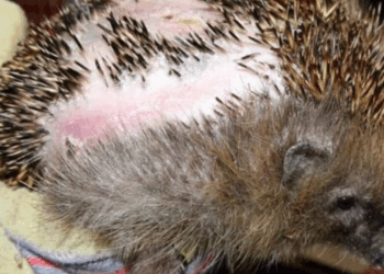 Stichting Dierennood doet noodoproep: “Zet je robotgrasmaaier uit voordat je naar bed gaat!”