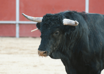 Tragisch: Spaanse matador sterft na aanval door stier, zijn laatste woorden zijn hartverscheurend