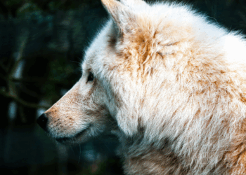 Wetenschappers beweren uitgestorven reuzenwolf weer tot leven te hebben gewekt: “Het is gelukt!”
