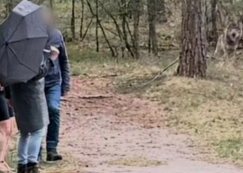 Wolvenaanval op De Veluwe: hardloopster slachtoffer van aanval