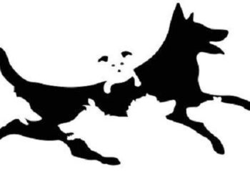 Mentale leeftijd onthuld door optische illusie met honden: test jezelf hier!