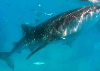 Acht meter lange reuzenhaai voor de kust van de Noordzee gespot: “Ongelooflijk!”