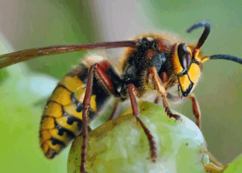 Aziatische hoornaars rukken op in Nederland: zo herken je ze en wat kun je doen