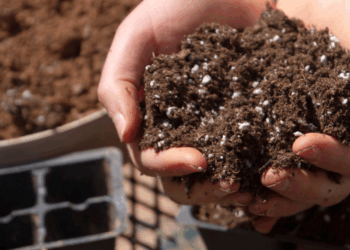 Deskundigen waarschuwen: je kunt een legionella-besmetting oplopen door potgrond