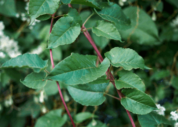 Deze 10 planten zien er mooi uit maar moet je zo snel mogelijk uit je tuin trekken