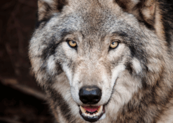 Deze 5 fabels over de wolf worden keihard ontkracht door experts