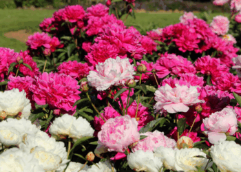 Dit is waarom jouw pioenrozen niet tot bloei komen (en zó los je het op)