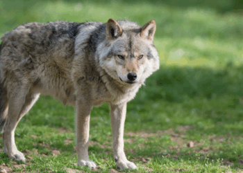 Europees Parlement stemt in met versnelde regels voor afschieten wolven