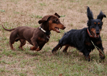 Hondentrainer slaat alarm: “Rashonden zoals teckels, herders en labradoodles zorgen vaak voor onverwachte problemen!”