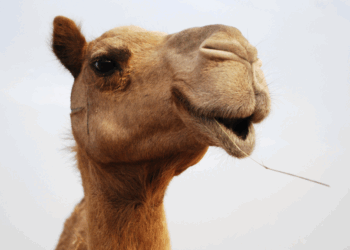 Kameel bijt hoofd van baasje eraf aan na urenlange verwaarlozing in extreme hitte