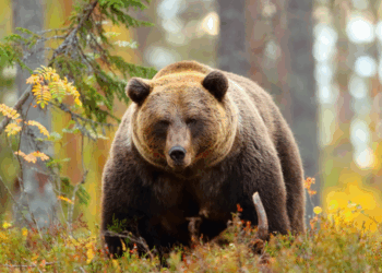 Komt na de wolf ook de bruine beer terug naar Nederland?