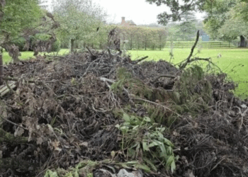 Kun jij de verborgen hond vinden in deze virale foto? Slechts 1% van de mensen ziet hem meteen!