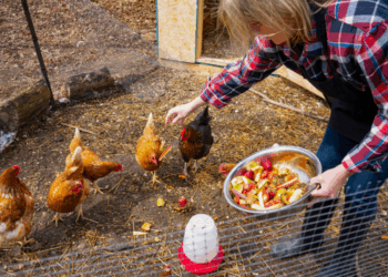 Mag je kippen houden in je achtertuin? Dit zijn de officiële regels