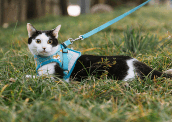 Manon (47) wil een verbod op loslopende katten: “Net als honden horen ze aangelijnd te worden”