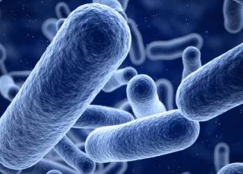 Opkomst van dodelijke schimmels in Europa: “Als we niets doen, zal het aantal dodelijke slachtoffers flink stijgen”