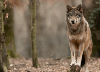 Recordaantal wolvenaanvallen op vee in eerste kwartaal van 2025