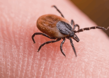 Waarschuwing! Gooi absoluut nooit een teek in het toilet, want dan kan het absolute horror-scenario gebeuren