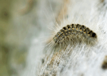De eikenprocessierups is terug: zo herken je de brandhaartjes en dit moet je doen bij klachten