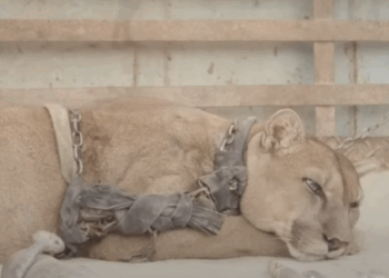 Deze circusleeuw zat 20 jaar vastgeketend in vreselijke omstandigheden – probeer niet te huilen als je zijn reactie ziet als hij wordt vrijgelaten