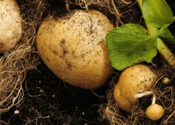 Dit is de belangrijkste fout die iedereen maakt bij het telen van aardappelen