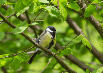 Dit is waarom veel jonge koolmezen sterven door een gebrek aan voedsel