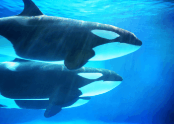 Dit waren de huiveringwekkende laatste woorden van Orka-trainer Keltie voor fatale aanval door psychotische orka’s