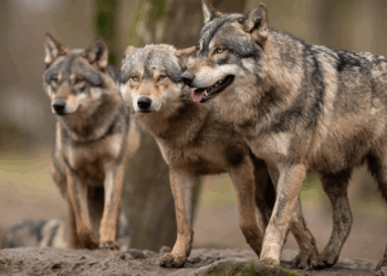 Dit zijn de nieuwste adviezen na wéér een wolvenaanval: “Neem een fluitje mee”