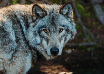 Internationale wetenschappers begrijpen niets van Nederlandse omgang met wolf: ‘Je moet hem niet willen zien’